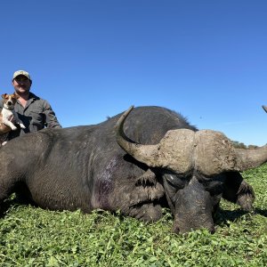 Buffalo Hunting Limpopo South Africa