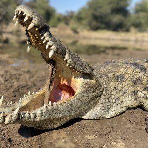 Crocodile Hunting Limpopo South Africa