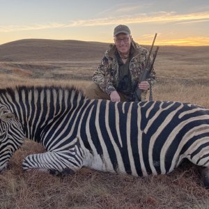 Zebra Hunting Limpopo South Africa