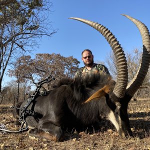 Sable Bow Hunting Limpopo South Africa