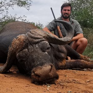 Buffalo Hunting South Africa