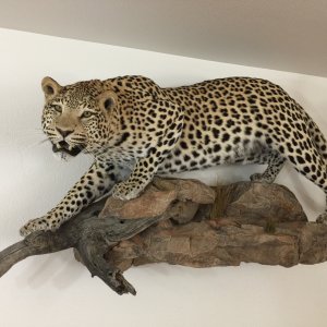 Leopard Full Mount Taxidermy