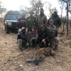 Spotted Hyena Hunt Tanzania