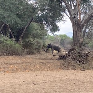 Nice Elephant bull