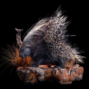 Porcupine Full Mount Taxidermy