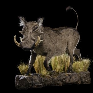 Warthog Full Mount Taxidermy