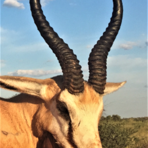 Springbok Hunting