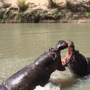 Hippo fighting