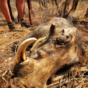 Warthog Bow Hunt South Africa