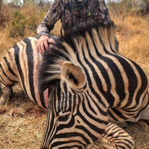 Zebra Bow Hunt South Africa