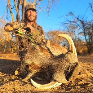 Warthog Bow Hunt South Africa