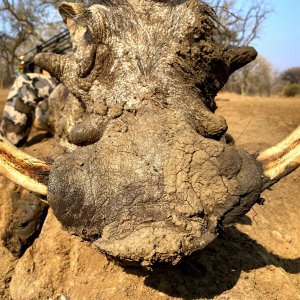 Warthog Bow Hunt South Africa