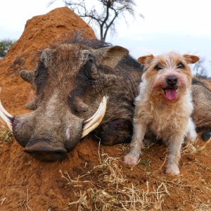 Warthog Bow Hunt South Africa