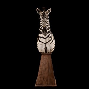 Zebra Pedestal Mount Taxidermy