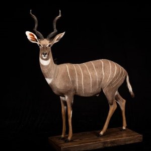 Lesser Kudu Full Mount Taxidermy