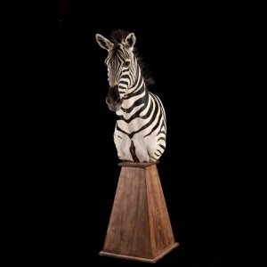 Zebra Pedestal Mount Taxidermy