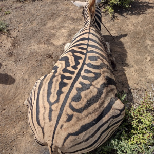 Zebra Hunting South Africa