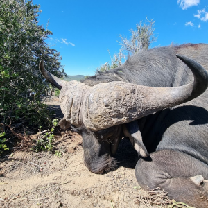 Buffalo Hunting South Africa