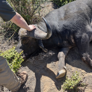 Buffalo Hunting South Africa