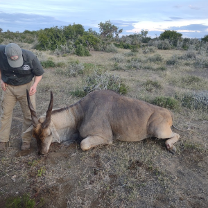 Eland Hunting South Africa