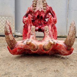 Hippo Skeleton