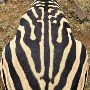 Zebra Hunting South Africa