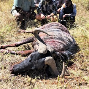 Blue Wildebeest Hunting South Africa