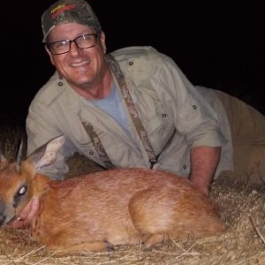 Grysbok Hunting Karoo South Affrica