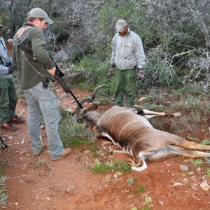 Kudu Hunting Karoo South Africa