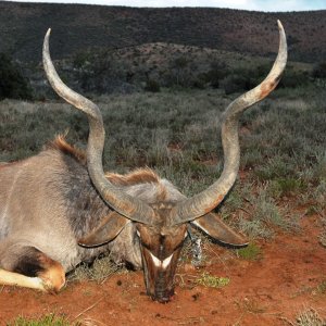 Kudu Hunting Karoo South Africa