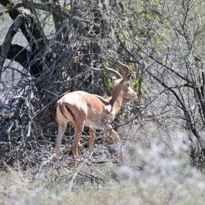 Impala Karoo South Africa