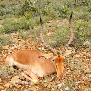 Impala Hunting Karoo South Africa