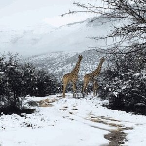 Snow Eastern Cape South Africa