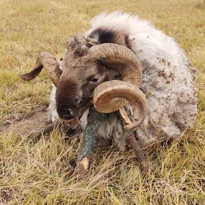 Scottish Blackface Hunting Argentina