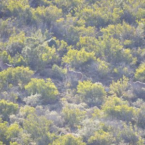 Kudus Karoo South Africa