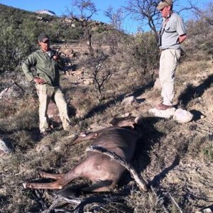 Blue Wildebeest Hunt Karoo South Africa