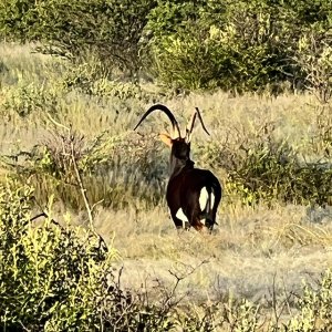 Sable Namibia