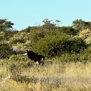 Sable Namibia