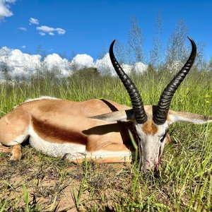 Springbok Hunting Namibia