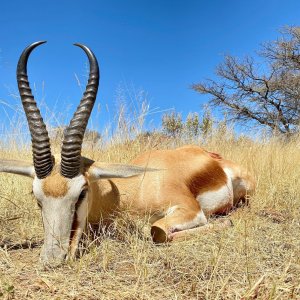 Springbok Hunting Namibia