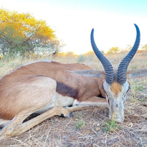 Springbok Hunting Namibia