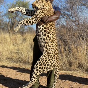 Leopard Hunt Namibia