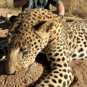 Leopard Hunt Namibia