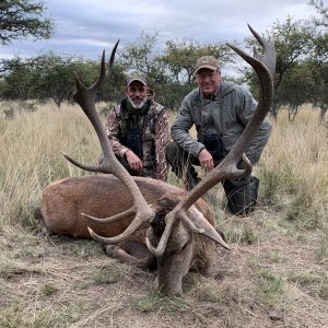 Argentine Red Stag