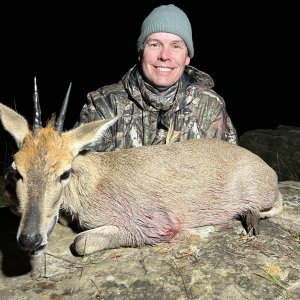 Duiker Hunting Mpumalanga South Africa