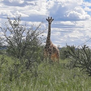 Giraffe Namibia