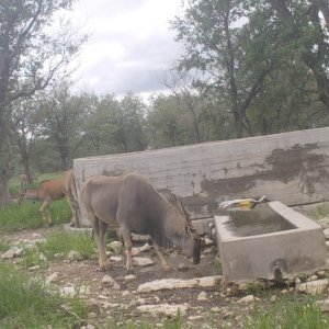 Eland Namibia