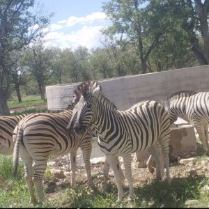 Zebra Namibia