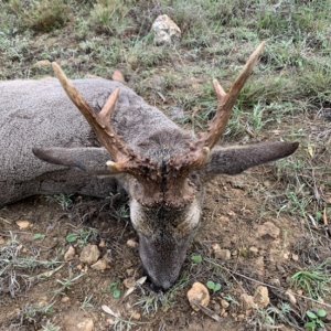 Roe Deer Hunting Spain