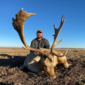 Fallow Deer Hunting South Africa